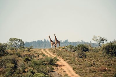 April 1, 2024: From the Earth: Thinking Environmentally about African Extractives